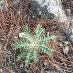 Ptilostemon hispanicus Leaf