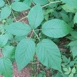 Aralia nudicaulis Folio