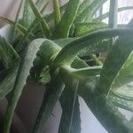 Aloe officinalis花