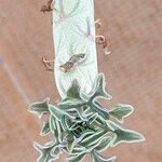 Senecio articulatus Habit