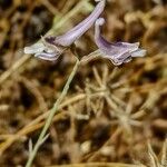 Delphinium gracile 花