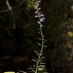 Liatris gracilis عادت