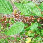Melochia nodiflora Hoja