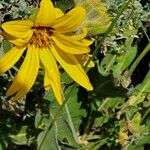 Wyethia angustifolia Blomst