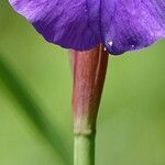 Iris × germanica Bark