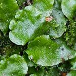 Chrysosplenium oppositifolium Folha