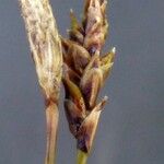 Carex ferruginea Flower