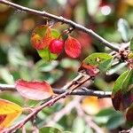Cotoneaster integerrimus Mbuma