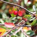 Cotoneaster integerrimus ফল