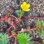 Argentina anserina Flower