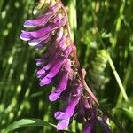 Vicia villosa ফুল