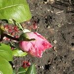 Rosa spp. Floare