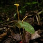 Voyria aphylla 花