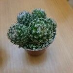 Mammillaria lasiacanthaЛисток