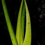 Philodendron auriculatum
