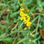 Agrimonia eupatoria Floare
