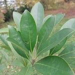 Lithocarpus edulis Leaf