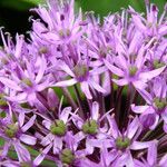 Allium nigrum പുഷ്പം