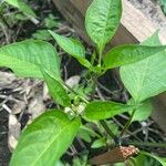 Capsicum chinense Hoja