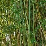 Phyllostachys aureosulcata Habitus