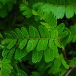 Tessmannia anomala Hoja