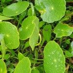 Hydrocotyle verticillata Feuille