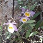 Dendrobium loddigesii Blomst