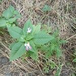 Impatiens balfourii Flower