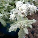 Teucrium dunense Blüte