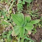 Plantago mediaFoglia