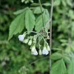 Cardiospermum grandiflorum Fula