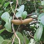 Dregea volubilis Φρούτο