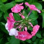 Phlox paniculata Kwiat