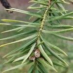 Torreya californica Hoja