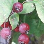 Cotoneaster zabelii Frukt