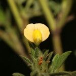 Stylosanthes viscosa Flower
