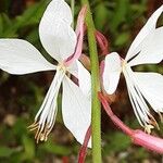 Oenothera gaura Çiçek