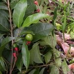 Nectandra umbrosa Fruit