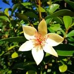 Magnolia figo Flors