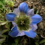 Gentiana depressa 形态