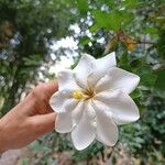 Gardenia thunbergia