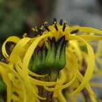 Ligularia amplexicaulis Συνήθη χαρακτηριστικά