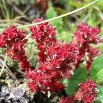 Sedum atratum Blüte