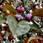 Malus × floribunda Fruit