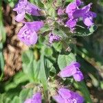 Clinopodium alpinumKukka