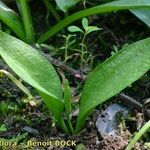 Ophioglossum azoricum Kita