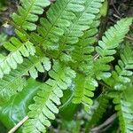 Dryopteris affinisLeaf