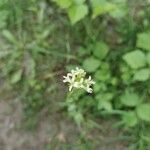 Turritis glabra Flower