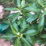 Myoporum laetum 葉