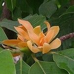 Magnolia champaca Flor